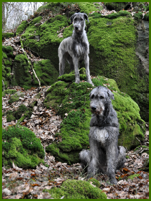 Iriz och Wigge